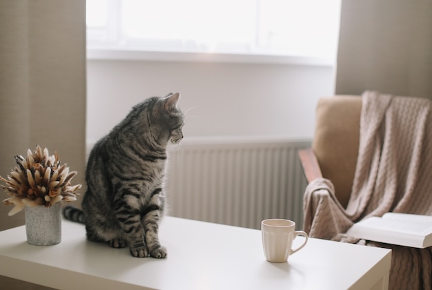 Premium Photo | Funny cat on hygge background at home