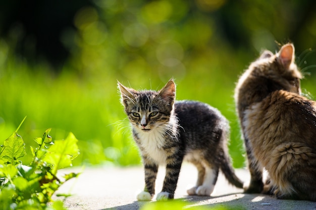 Premium Photo | Funny cat and kitten in the park