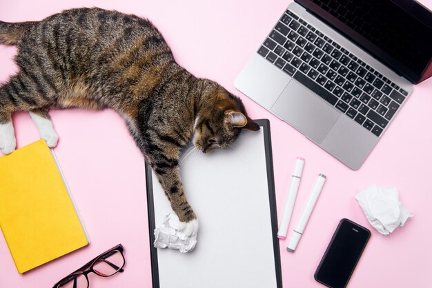 Premium Photo | Funny cat lying on the office desk and playing with ...