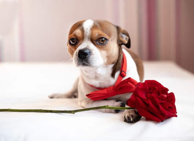 白いベッドに横たわっている赤いバラと蝶ネクタイで面白いチワワ犬 バレンタインデー プレミアム写真