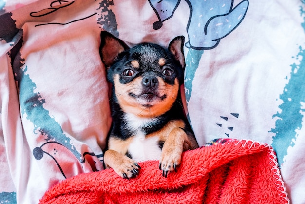 ベッドの枕の上で寝ている面白いチワワ犬 チワワは枕の上の毛布の下で眠ります プレミアム写真