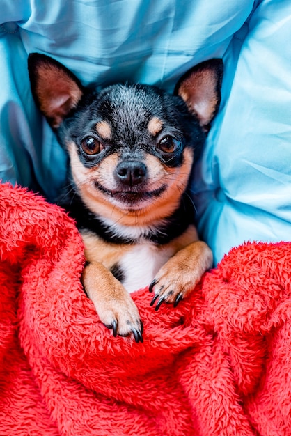 Premium Photo | Funny chihuahua dog sleeping on a pillow in bed ...