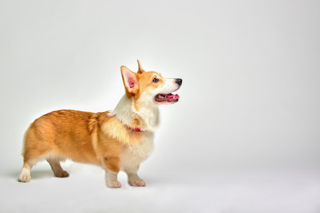 Funny corgi pembroke in studio in front of a white background | Premium