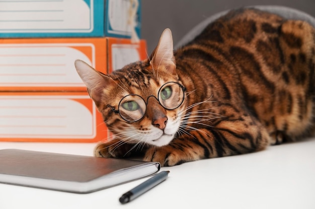 Premium Photo | Funny cute bengal cat wearing eye glasses at office ...