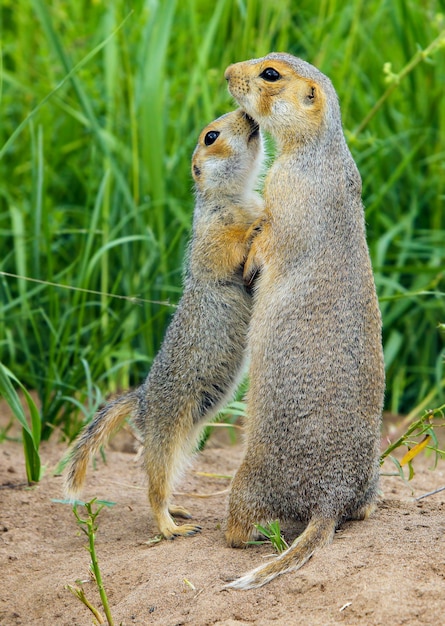 Premium Photo | Funny cute loving gophers sitting in a meadow