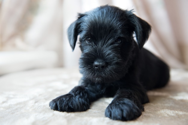 Premium Photo Funny Cute Miniature Schnauzer Puppy Dog Portrait
