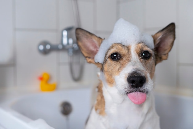 Shower Shows Its Tongue Soft Focus, Dog Shower Head For Bathtub