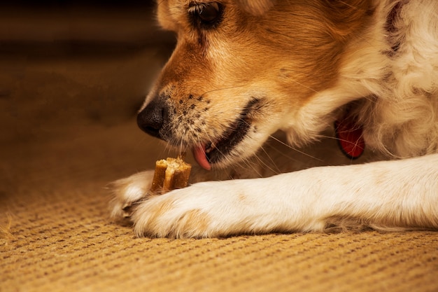 食欲をそそるおやつを食べる面白い犬 おもちゃの骨を噛む 犬のための食べ物 プレミアム写真