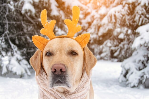 冬の背景に鹿の角の面白い犬 ノエル犬 プレミアム写真