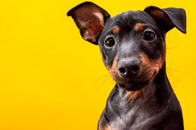 黄色の背景に面白い犬 プレミアム写真