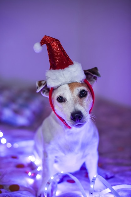 Premium Photo | Funny dog in a santa hat, costume for a masquerade party