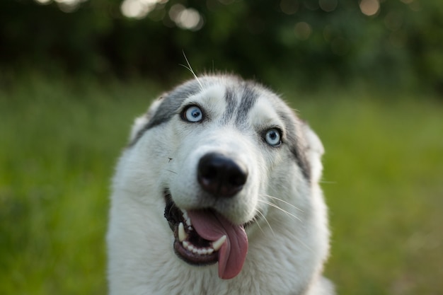 Premium Photo | A funny dog. siberian husky in a poppy field. portrait ...