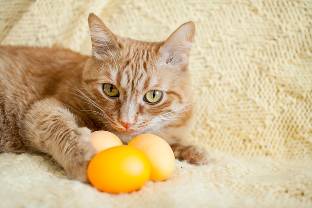 Premium Photo | Funny fat ginger cat holding orange painted eggs for easter