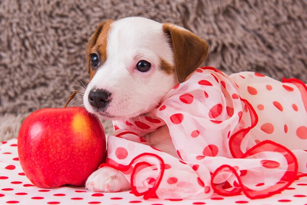 Premium Photo Funny Female Jack Russell Terrier Dog Puppy With Polka Dots Silk Scarf Is Lying With Red Apple