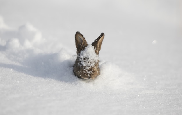 Premium Photo | Funny fluffy bunny in the snow