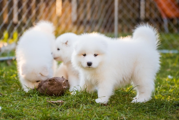 Premium Photo | Funny fluffy white samoyed puppies dogs are playing