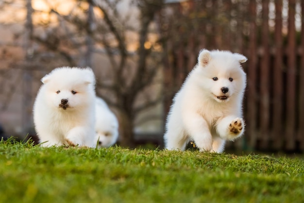 Premium Photo | Funny fluffy white samoyed puppies dogs are playing