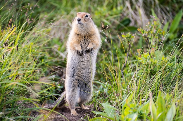 Premium Photo | Funny groundhog with fluffy fur