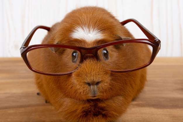 Premium Photo Funny Guinea Pig Wearing Glasses