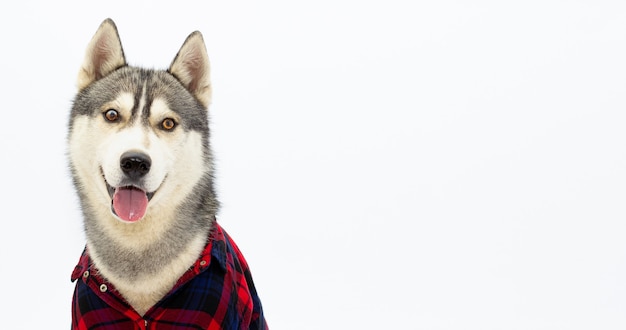 格子縞のシャツを着た面白いハスキー犬が舌を見せています コピースペースバナーと白い背景の上の面白いペットの顔 プレミアム写真