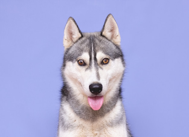 舌 紫色のスタジオの背景で笑っている面白いハスキー犬 犬の感情の概念 プレミアム写真
