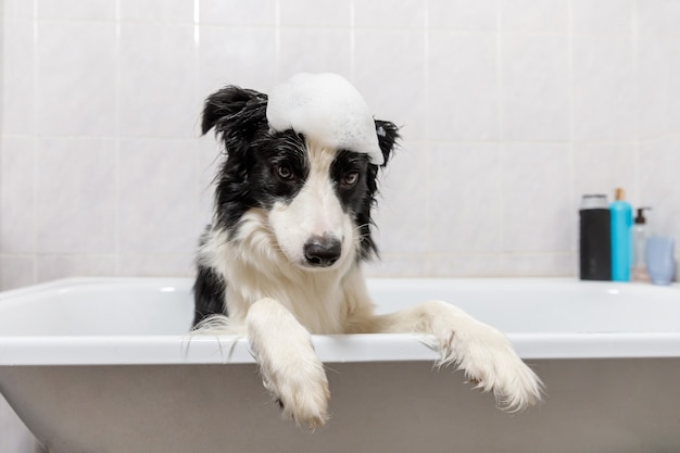 お風呂に座っている子犬の犬のボーダーコリーの面白い屋内の肖像画は シャンプーでシャワーを浴びて泡風呂を取得します プレミアム写真