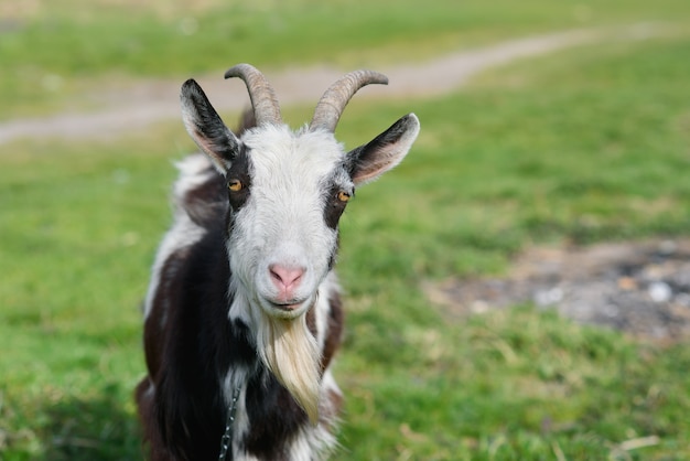 Premium Photo | Funny joyful goat grazing on a green grassy lawn. close ...