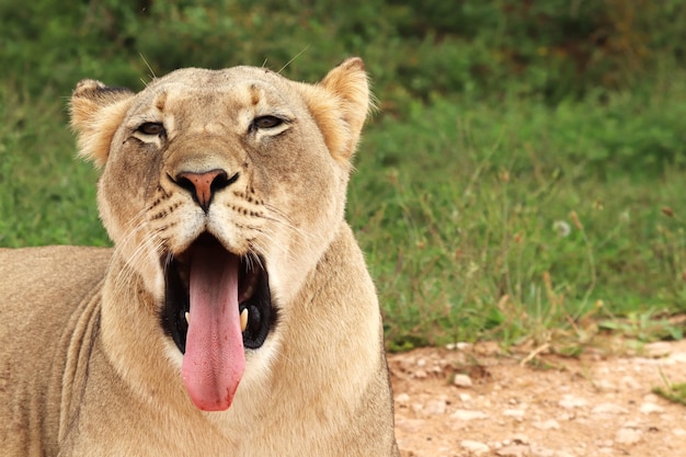 Free Photo | Funny lioness yawning with her tongue out with the grassy ...