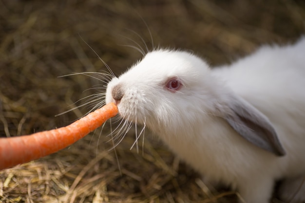 赤い目を持つ面白い小さな白いウサギはわらでニンジンを食べています プレミアム写真