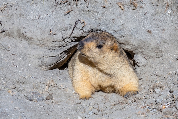 Premium Photo | Funny marmot peeking out of a burrow in himalayas ...