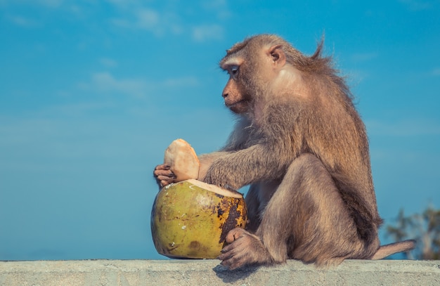デザートとしてココナッツをケータリングする面白い猿 プレミアム写真