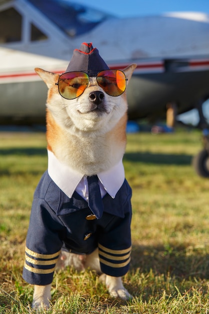 Premium Photo | Funny photo of the shiba inu dog in a pilot suit at the ...