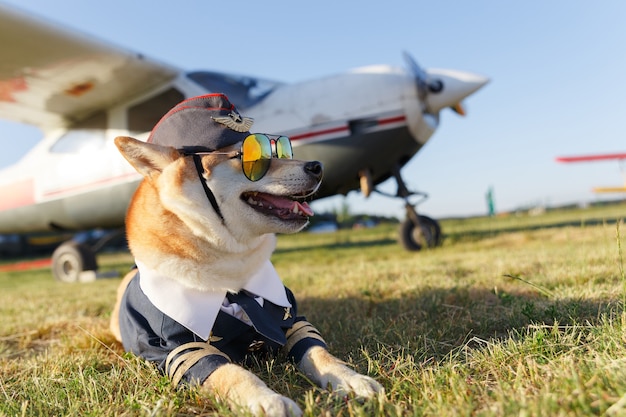 Premium Photo | Funny photo of the shiba inu dog in a pilot suit at the ...