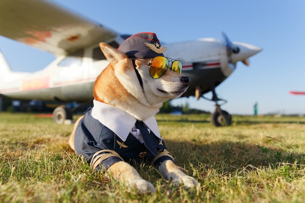 Premium Photo | Funny photo of the shiba inu dog in a pilot suit at the ...