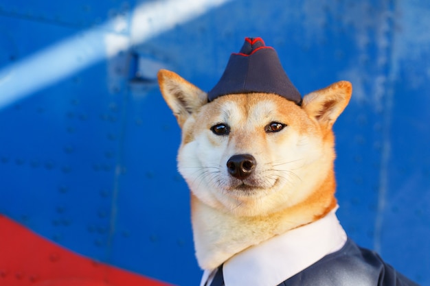 Premium Photo Funny Photo Of The Shiba Inu Dog