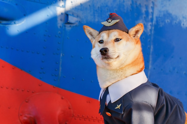 Premium Photo | Funny photo of the shiba inu dog