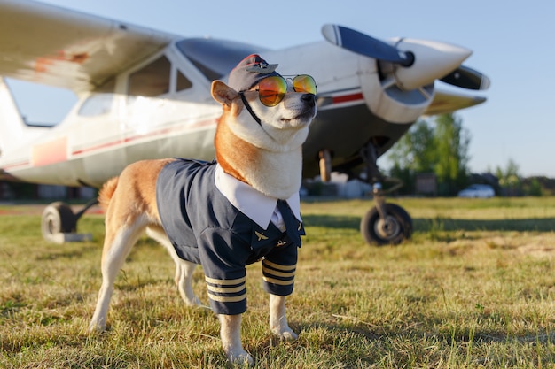Premium Photo | Funny photo of the shiba inu dog