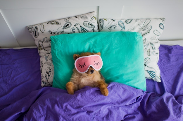 Premium Photo | Funny pomeranian puppy relaxing on bed in sleeping mask