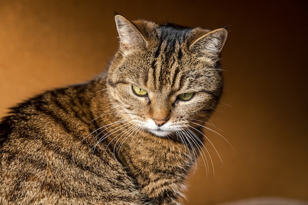 Premium Photo | Funny portrait arrogant shorthaired domestic tabby cat ...