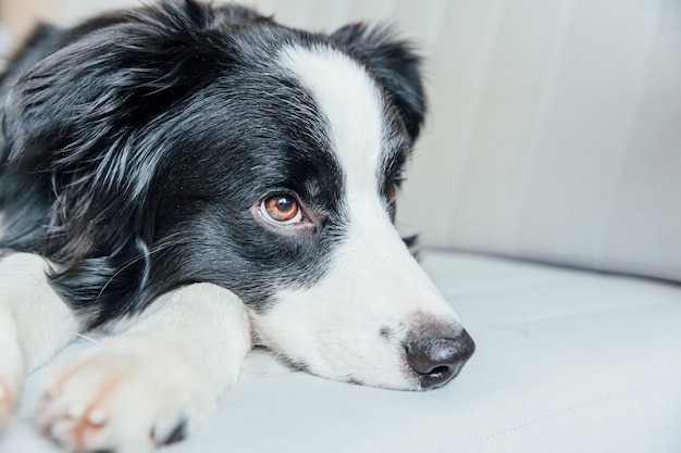 Indoor jobs best sale for border collies