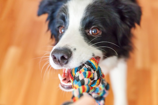 Premium Photo | Funny portrait of cute smiling puppy dog border collie ...