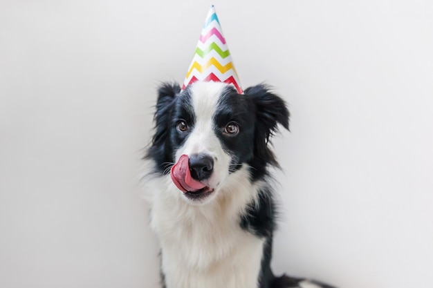 Premium Photo | Funny portrait of cute smiling puppy dog border collie ...