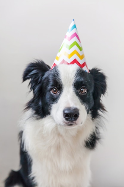 Premium Photo | Funny portrait of cute smiling puppy dog border collie ...