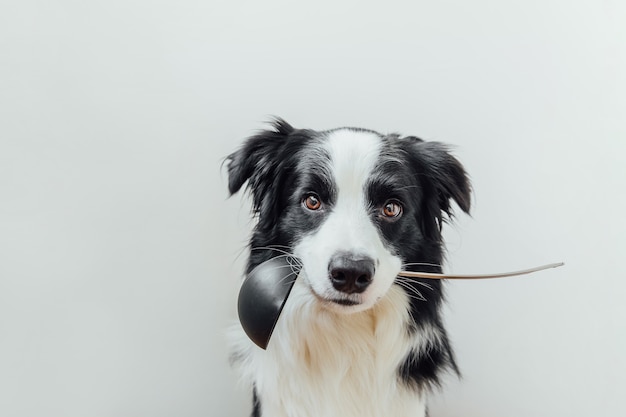 白で隔離の口の中でキッチンスプーンお玉を保持しているかわいい子犬犬ボーダーコリーの面白い肖像画 プレミアム写真