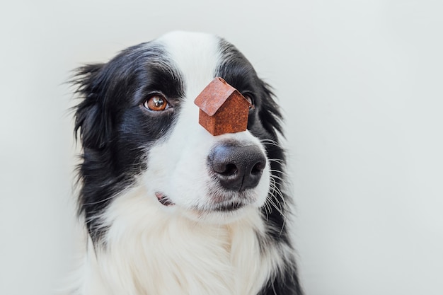 鼻にミニチュアのおもちゃのモデルの家を保持しているかわいい子犬の犬のボーダーコリーの面白い肖像画 白で隔離 プレミアム写真