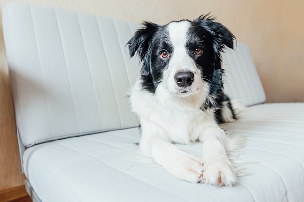 屋内のソファでかわいい子犬の犬のボーダーコリーの面白い肖像画 プレミアム写真