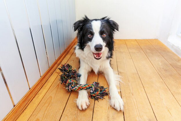 口の中でカラフルなロープのおもちゃを保持しているかわいい笑顔子犬犬ボーダーコリーの面白い肖像画 プレミアム写真