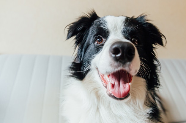 室内のソファの上のかわいい笑顔の子犬犬ボーダーコリーの面白い肖像画 家族の新しい素敵なメンバーが自宅で小さな犬を見つめて待っています ペットの世話と動物のコンセプト プレミアム写真