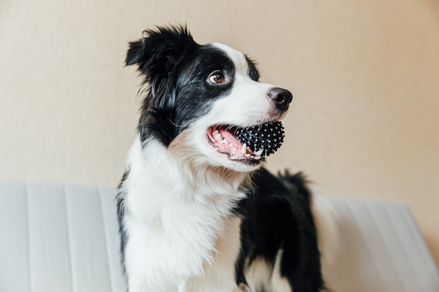 室内のソファでおもちゃのボールで遊ぶかわいい笑顔子犬犬ボーダーコリーの面白い肖像画 家族の新しい素敵なメンバーが自宅で小さな犬を見つめて待っています ペットの世話と動物の概念 プレミアム写真