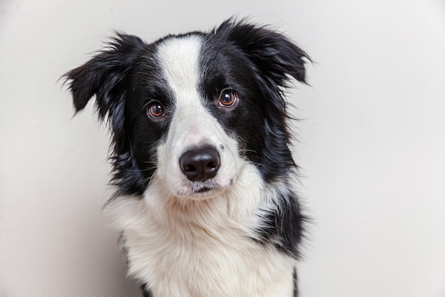 白で隔離かわいいsmilling子犬犬ボーダーコリーの面白い肖像画 家族の新しい素敵なメンバーが見つめて報酬を待っている小さな犬 面白いペット動物生活のコンセプト プレミアム写真